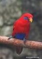 /album/lori-skraboskovy-blue-eared-lory/lori-skraboskovy-1-jpg/